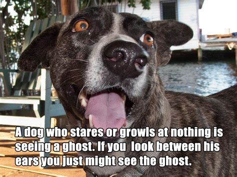 The 9 Craziest And Scariest Dog Superstitions 2 Is Terrifying