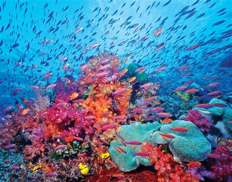 South Pacific Reef Beautiful Sea Creatures Ocean Creatures Under