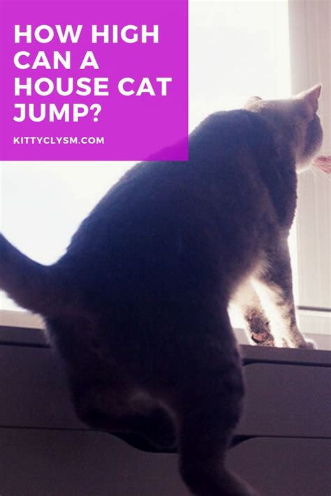 How High Can A Domestic Cat Jump Average And Highest Jump Ability