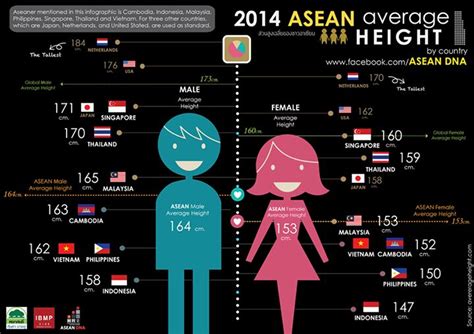 Male And Female Average Height How To Grow Taller Malaysia Human Height
