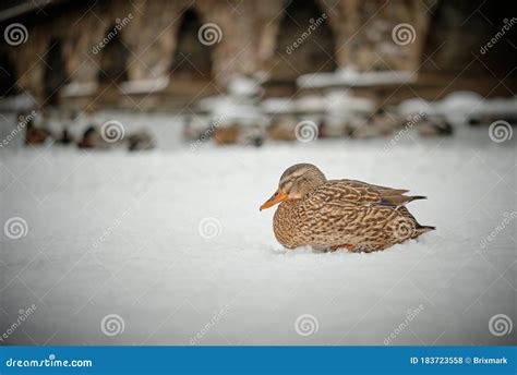 A Mallard Duck Resting On The Snow Stock Photo Image Of Feathers
