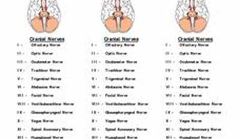 Cranial Nerves 9th - 12th Grade Worksheet | Lesson Planet