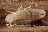 Photos of Types Of Termite