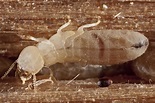 What Do Baby Termites Look Like? Identify Baby Termites
