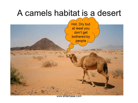 Which adaptation is most likely to help a cactus survive in the dry climate. A camels habitat is a desert Hot, Dry but at least you don ...