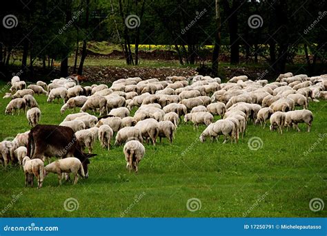 Donkey And Sheep Grazing Stock Image Image Of Farming 17250791