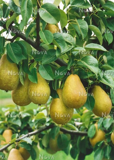 Pyrus Doyenne Du Comice