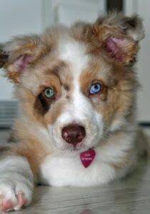 As the puppies continue to grow and their color and features are more defined, the price can also go up. When Do Puppy's Eyes Change Color? (2021) - We Love Doodles