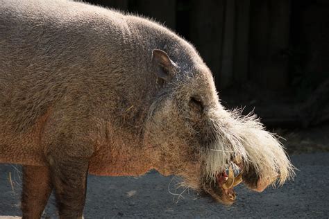 Bornean Bearded Pig Free Stock Photo Freeimages