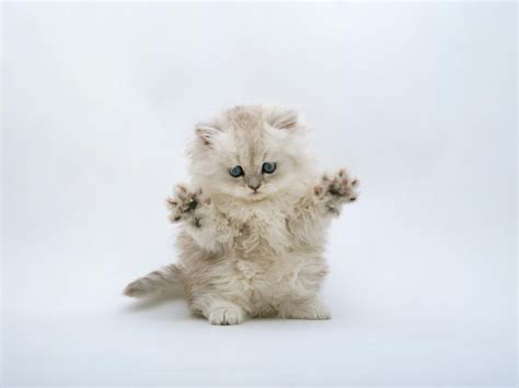 More cute kitten photos and fluffy tabby kitty cat hd wallpapers are coming soon. free wallpicz: Wallpaper Desktop Kitten