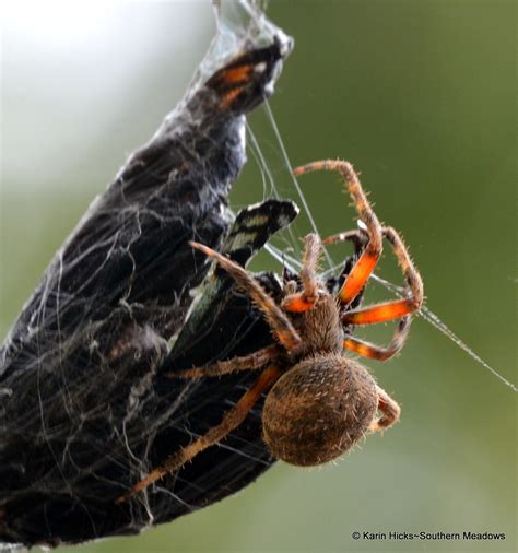 Southern Meadows Orb Weaver Spiders