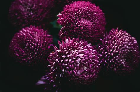 Purple Chrysanthemum Flowers In Full Bloom Against A Black Background