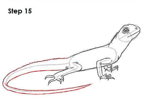 How To Draw A Lizard Video And Step By Step Pictures