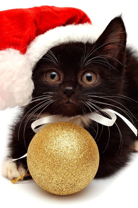The 10 Cutest Christmas Cats Ever Cute Animals Christmas Cats