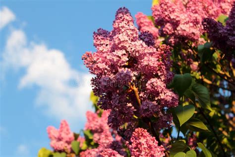 Lilac Evening Sky At Sunset Stock Photo Image Of Blue Light 32378698