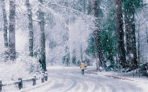 Winter Trees Snow Road Wallpaper 2560x1600 197368
