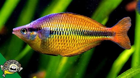 Gary Lange Fish Room Tours Rainbow Fish Aquariums Breeding