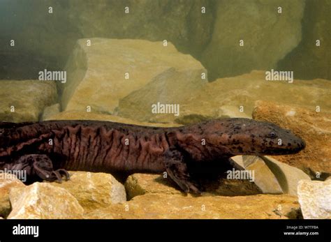 Chinese Giant Salamander Andrias Davidianus China Captive