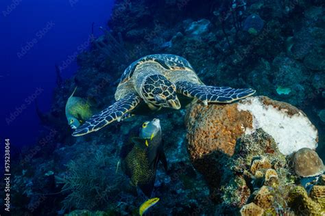 A Hungry Hawksbill Turtle Eating A Soft Sponge Coral On The Tropical