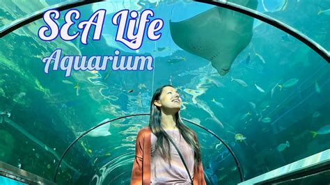 Sea Life Sydney Aquarium Youtube