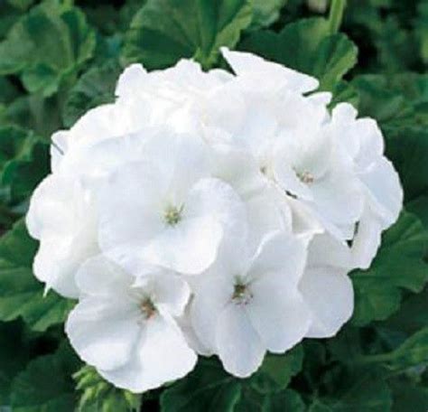 Pin By Sammie Russell 4 On White Geranium Cottage Flower Seeds