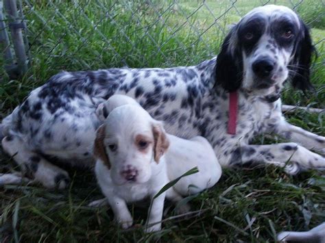 English Setter Puppies For Sale Morrice Mi 212457