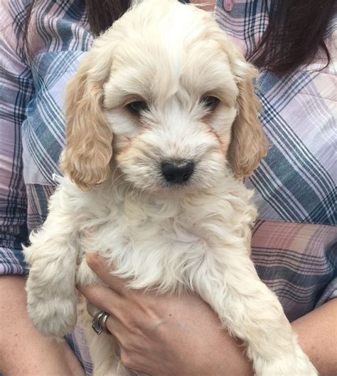 Find cute {{ct_product_cat}} puppies, dogs, and breeders at vip puppies. Cavapoo Puppies Breeders In Michigan - Animal Friends