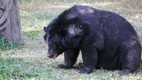 Asiatic Black Bear Or Tibetan Vidéos De Stock 100 Libres De Droit