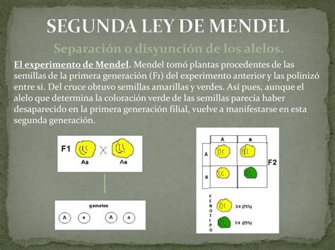 Ppt Las Leyes De Mendel Powerpoint Presentation Free Download Id