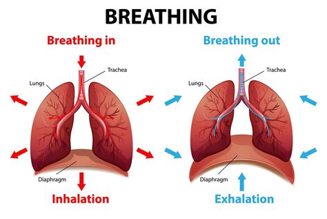 The Process Of Breathing Explained 1879203 Vector Art At Vecteezy