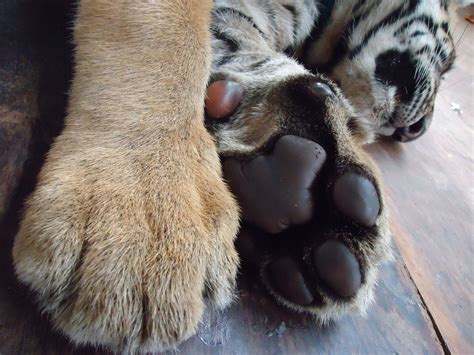 Tiger Temple Big Cat Paws Tiger Temple Kitty Paws Cat Reference