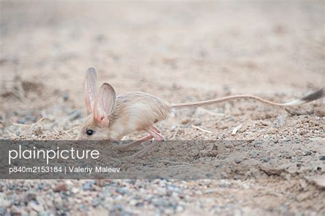 Long Eared Jerboa Euchorentes Naso South Gobi Desert Mongolia June