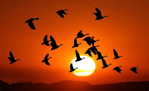 Birds Flying Wallpaper Sunset