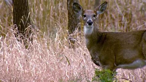 Early Antlerless Deer Hunt Season Starts Next Week In Minnesota Kstp