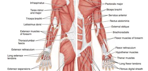 Ko Applied Anatomy Refresher Upper Limb Anatomy And Injuries Acquirecpd