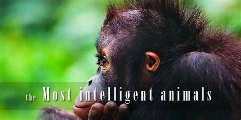 The Most Intelligent Animals Top 10
