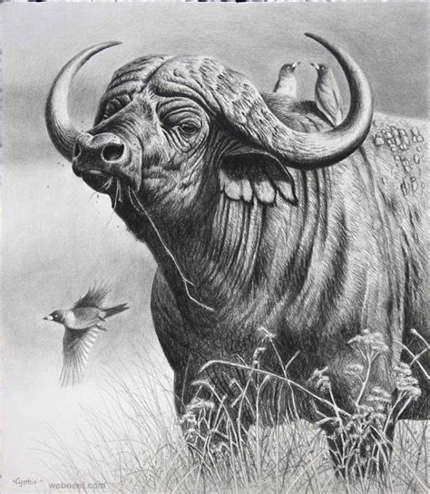 Pencil Drawings Of Wild Animals Pencildrawing2019