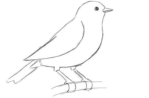 Рисунки птиц для срисовки 100 фото • Прикольные картинки и позитив