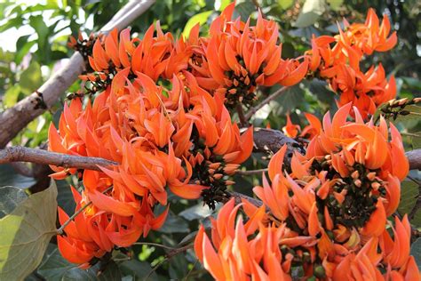 Coral Tree Flowers Orange Flower · Free Photo On Pixabay
