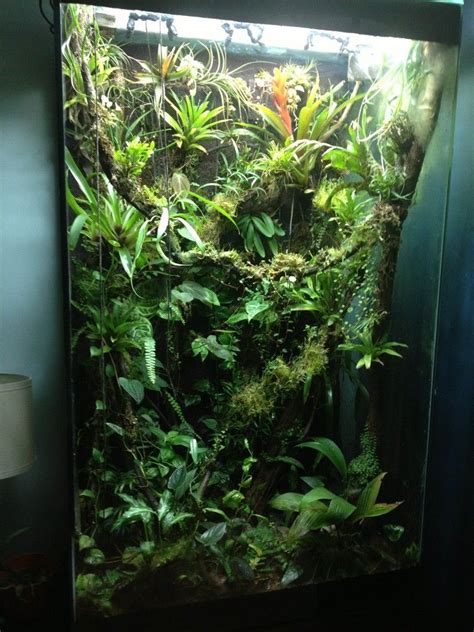 Click This Image To Show The Full Size Version Frog Terrarium Tree
