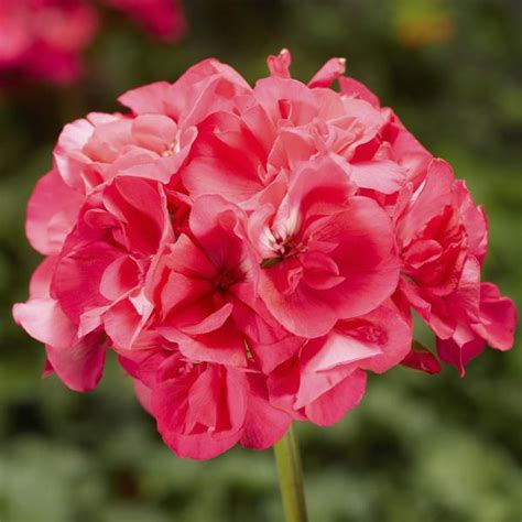 Geranium Zonal Pelargonium Zonale Americana Hot Pink Lucas Greenhouses