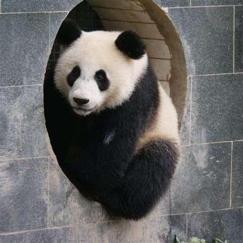 What Type Of Weather Do Pandas Live In Itswah