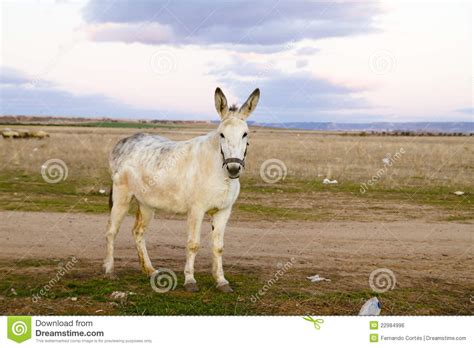 Donkey In A Field In Sunny Day Stock Photo Image Of Closeup Livestock 22984996