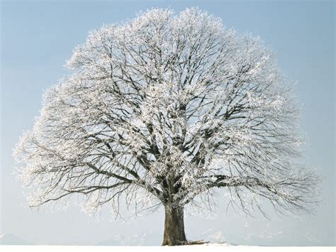 Beautiful Lone Snow Covered Tree Winter Trees Winter Scenery Winter