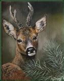 Steenuil Nico Bulder Wildlife Painter