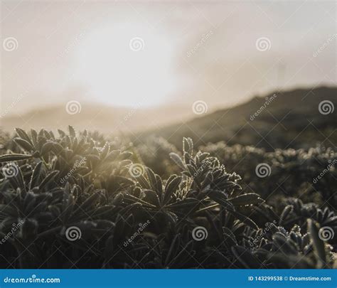 Dew On Plants At Sunrise Stock Photo Image Of Morning 143299538