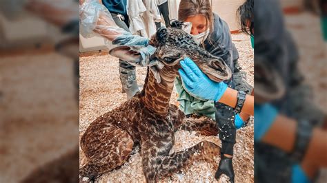 Giraffe Accidentally Steps On Kills Calf At Nashville Zoo