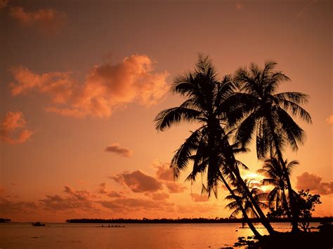 Nature Palm Trees Sea Sunset Wallpapers Hd Desktop