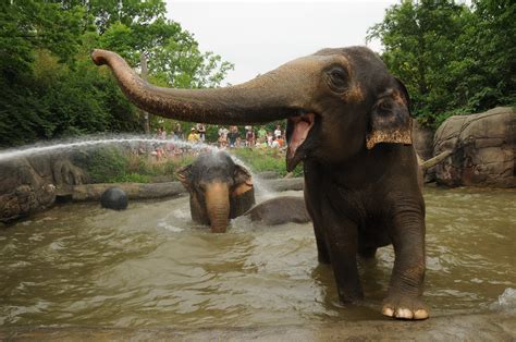 Elephants Cincinnati Zoo And Botanical Garden