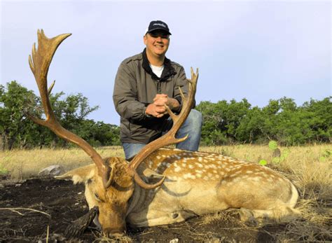 Fallow Deer Hunting Texas Full Guide Best Hunting Experience
